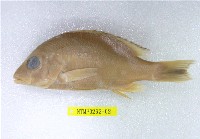 藏品(黃足笛鯛)的圖片